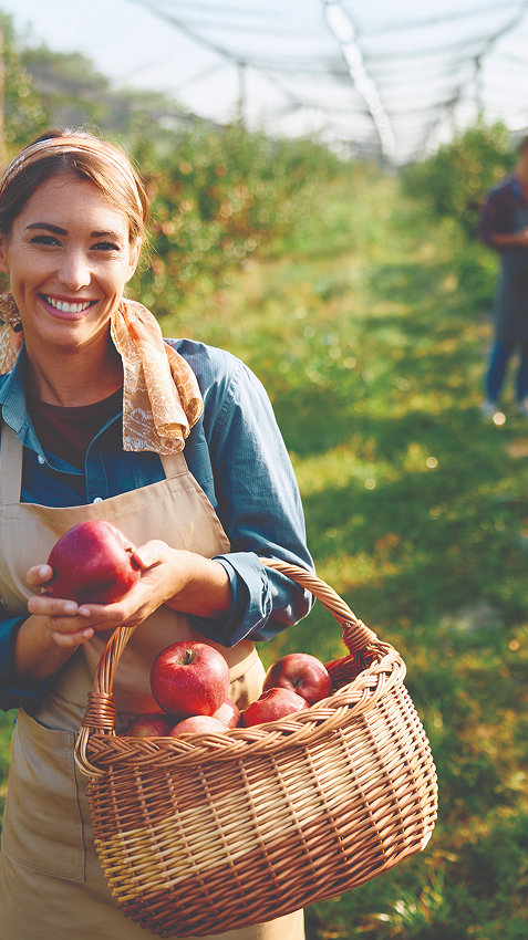 Woman holding a basket of freshly picked apples at a local orchard